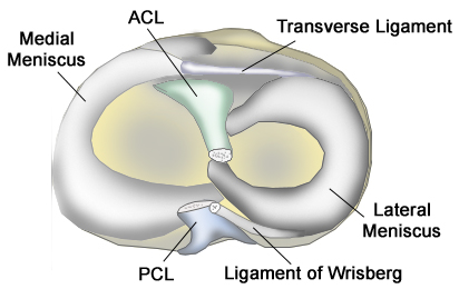Medial Meniscus Anatomy